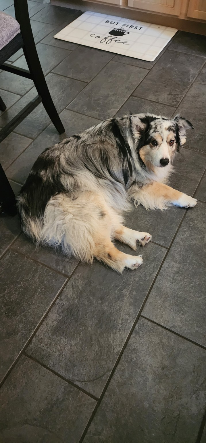 Willow, a gorgeous Australian Shepherd, relaxing comfortably on the floor — a happy, well-cared-for dog deserving a clean outdoor space.