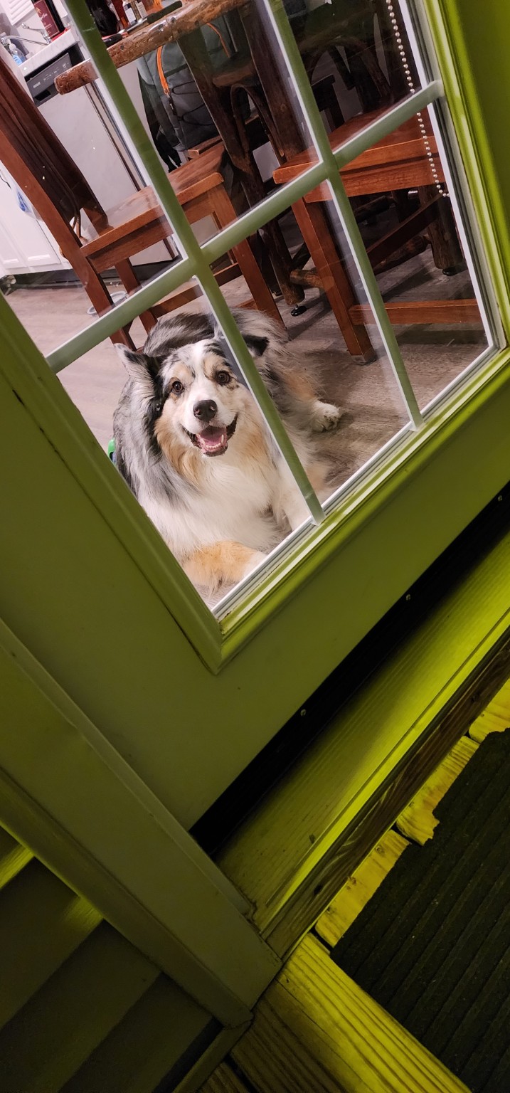 Willow, a beautiful Australian Shepherd, smiling happily at the front door — the kind of happy pup Klassee Me Pet Services keeps comfortable with a clean yard.