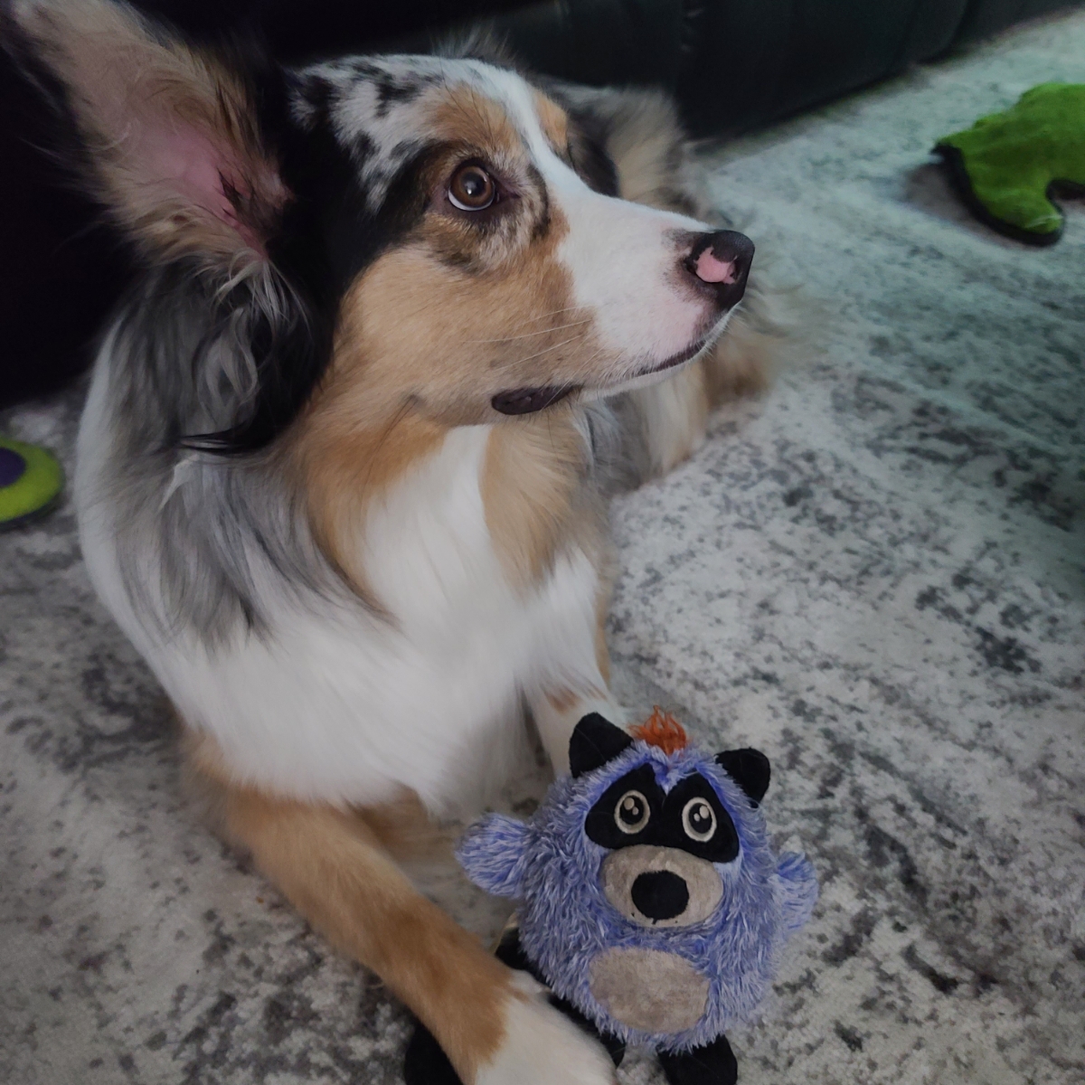 Willow, a beautiful Australian Shepherd, playing with her toy — showing the happiness and joy that a well-cared-for dog in a clean yard deserves.